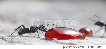 big forest ant eats strawberry jam 118409855