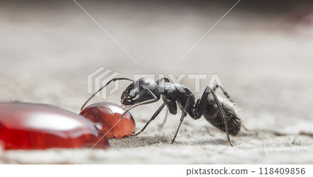big forest ant eats strawberry jam 118409856