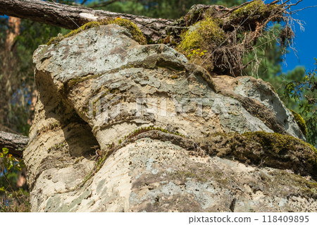 Weathered Rock Formation with Moss and Ferns 118409895