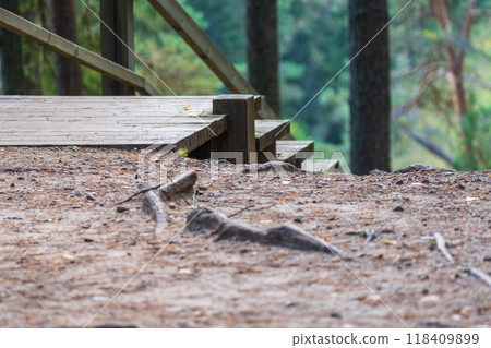 Wooden Platform with Tree Roots on Forest Floor Wooden Platform with Tree Roots on Forest Floor 118409899