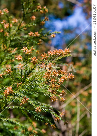 飛散前的雪松花粉與雪松雄花[花粉症影像素材] 118410107