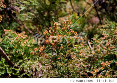 Cedar pollen just before it disperses and male flowers of cedar trees [Image material of hay fever] 118410108