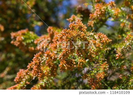 飛散前的雪松花粉與雪松雄花[花粉症影像素材] 118410109