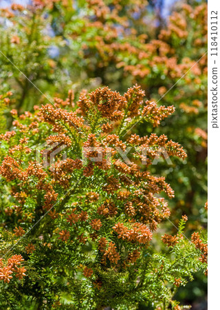 飛散前的雪松花粉與雪松雄花[花粉症影像素材] 118410112