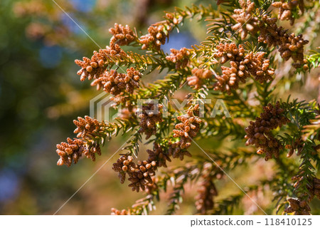 Cedar pollen just before it disperses and male flowers of cedar trees [Image material of hay fever] 118410125