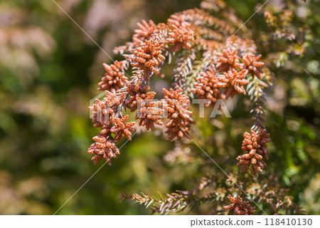 Cedar pollen just before it disperses and male flowers of cedar trees [Image material of hay fever] 118410130
