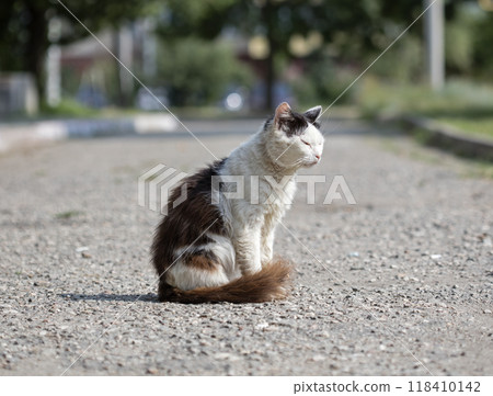 wild street cat, pets 118410142