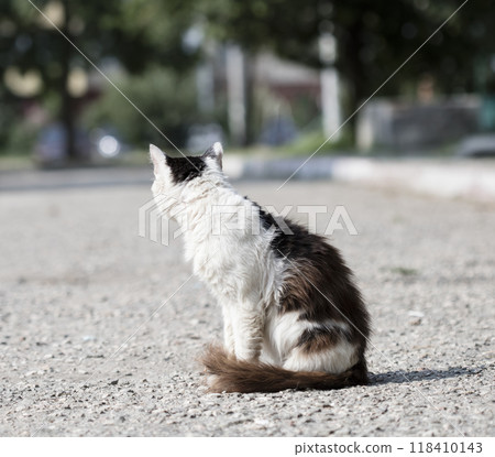 wild street cat, pets wild street cat, pets 118410143