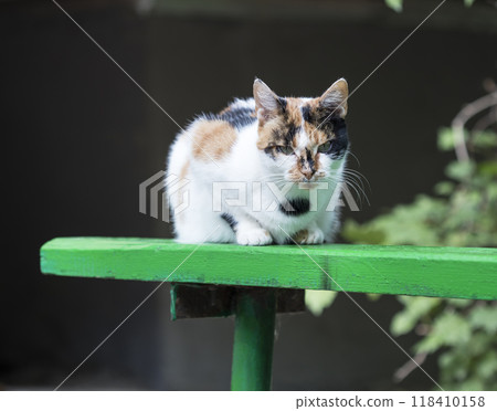 wild street cat, pets wild street cat, pets 118410158