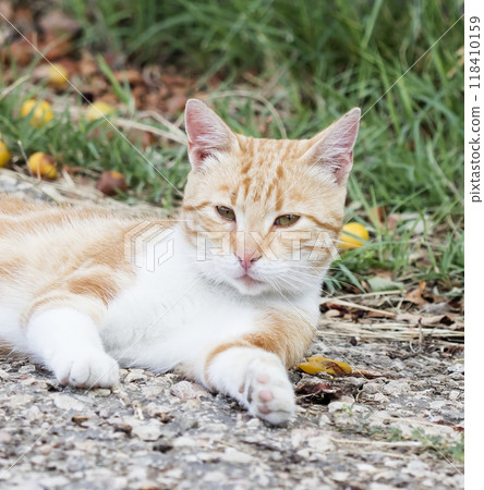wild street cat, pets wild street cat, pets 118410159