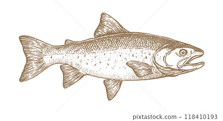 Salmon fish, seafood, sketch. Vintage retro print, seafood salmon fish sketch, sea life, ink pencil style drawing engrave old school sketch, hand drawn. Sketch artwork salmon fish. Vector Illustration Salmon fish, seafood, sketch. Vintage retro print, seafood salmon fish sketch, sea life, ink pencil style drawing engrave old school sketch, hand drawn. Sketch artwork salmon fish. Vector Illustration 118410193