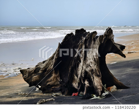 A large pile of driftwood is resting on top of a beautiful sandy beach 118410220