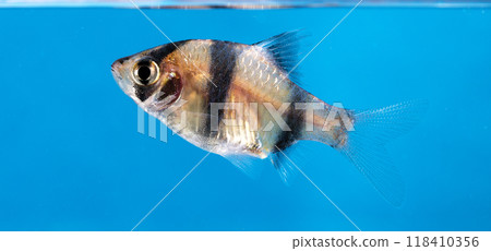 Aquarium fish, close-up Aquarium fish, close-up 118410356