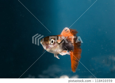 Aquarium fish, close-up 118410359