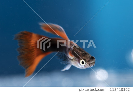 Aquarium fish, close-up Aquarium fish, close-up 118410362