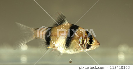 Aquarium fish, close-up 118410363