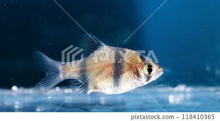 Aquarium fish, close-up Aquarium fish, close-up 118410365
