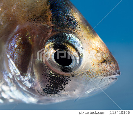 Aquarium fish, close-up 118410366