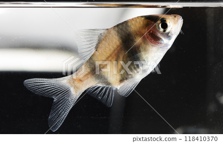 Aquarium fish, close-up Aquarium fish, close-up 118410370