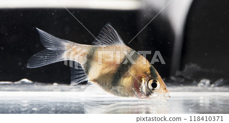 Aquarium fish, close-up 118410371