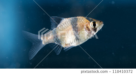 Aquarium fish, close-up Aquarium fish, close-up 118410372