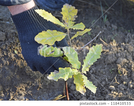 small oak sprout with yellow autumn leaves in the rays of the sun at sunset small oak sprout with yellow autumn leaves in the rays of the sun at sunset 118410533