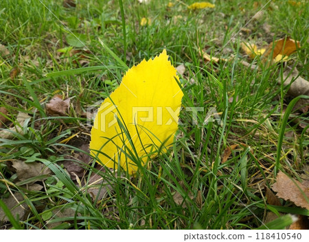first autumn leaves on green grass in the park 118410540