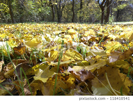 colorful autumn trees in autumn park and yellow leaves lying on the ground 118410541