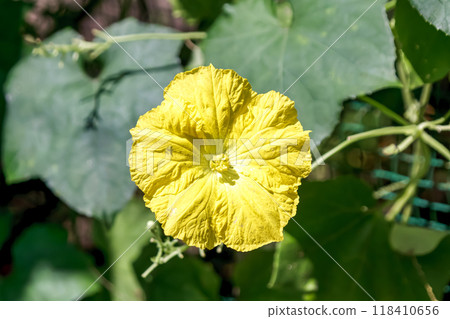 Yellow flowers of the loofah, an annual climbing plant of the Cucurbitaceae family 118410656