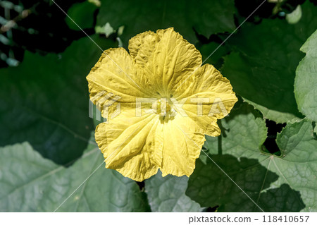 絲瓜絡，葫蘆科一年生攀緣草本植物，花黃色。 118410657
