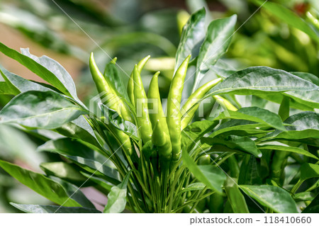 辣椒果實具有辛辣的味道,可用作香料。 辣椒果實具有辛辣的味道,可用作香料。 118410660