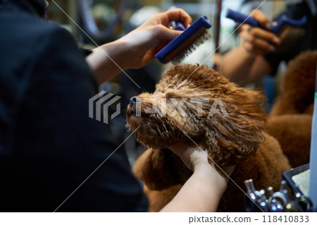 Dog grooming in a pet salon during a bright afternoon session Dog grooming in a pet salon during a bright afternoon session 118410833