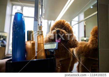 Poodle getting groomed at a salon while enjoying the pampering session 118410835