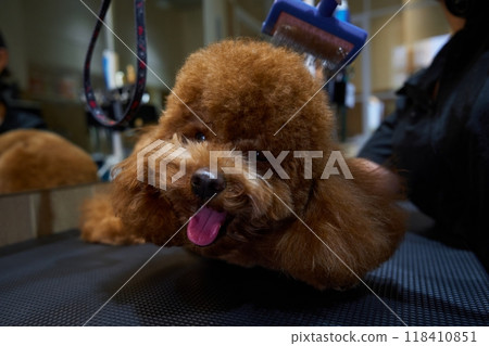 Fluffy dog getting groomed at a pet salon on a busy afternoon Fluffy dog getting groomed at a pet salon on a busy afternoon 118410851