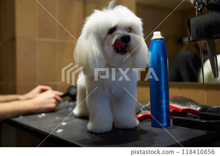 Adorable fluffy dog getting groomed at a pet salon with bright blue tools Adorable fluffy dog getting groomed at a pet salon with bright blue tools 118410856