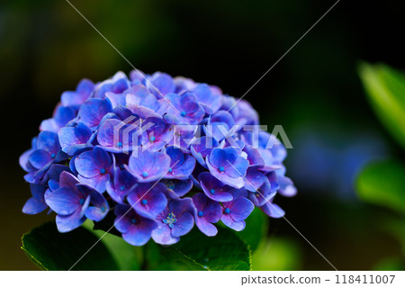 hydrangea hydrangea 118411007