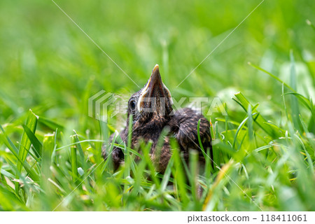 Thrush young bird in the green grass at spring. Thrush baby bird fell from its nest. 118411061