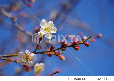 White plum shining in the blue sky 118411198