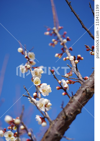 White plum shining in the blue sky 118411199