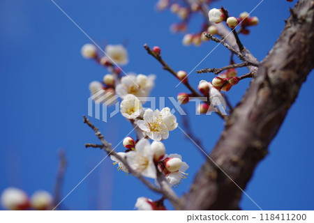 White plum shining in the blue sky White plum shining in the blue sky 118411200