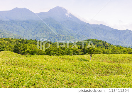 世界自然遺產：北海道知床的夏天、知床五湖 118411294