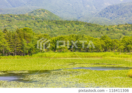 世界自然遺產：北海道知床的夏天、知床五湖 118411306