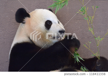 Yuihin eating bamboo deliciously Yuihin eating bamboo deliciously 118411338