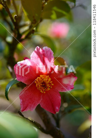 7089 山茶花 大同錦 7089 山茶花 大同錦 118411546