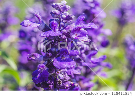 Blue salvia 118411834