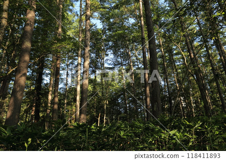 A larch forest towering over the summer plateau 118411893