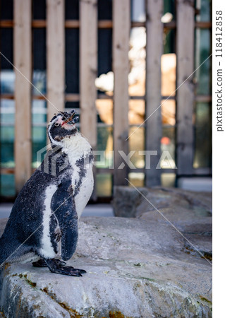 Adorable Humboldt penguins 118412858
