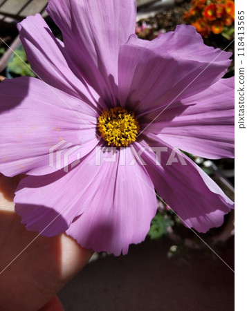 Cosmos Cosmos 118413565