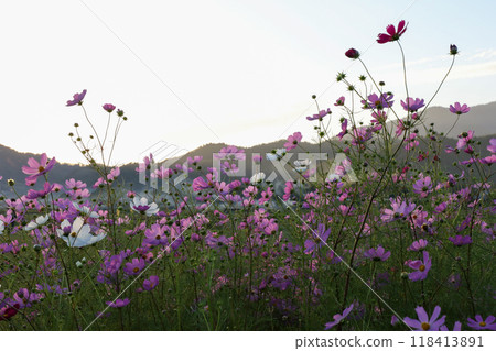 Cosmos illuminated by the setting sun Cosmos illuminated by the setting sun 118413891