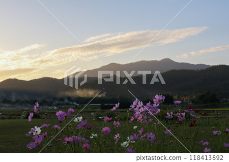 Cosmos fields stained in the sunset Cosmos fields stained in the sunset 118413892